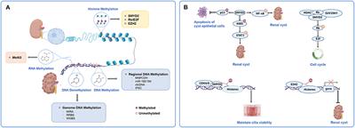 Chromatin Methylation Abnormalities in Autosomal Dominant Polycystic Kidney Disease